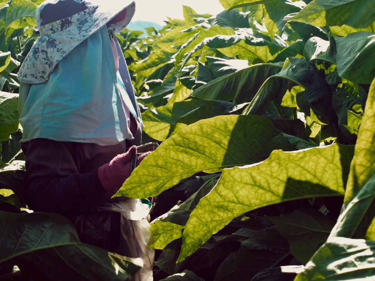 Wacay, mujeres del&nbsp;tabacal